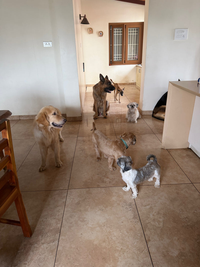 Six dogs of different breeds and sizes gathered on the tiled floor inside their home.